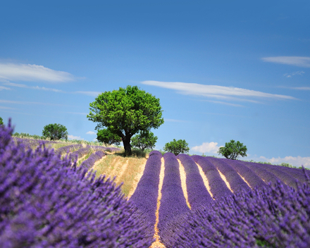 Provence